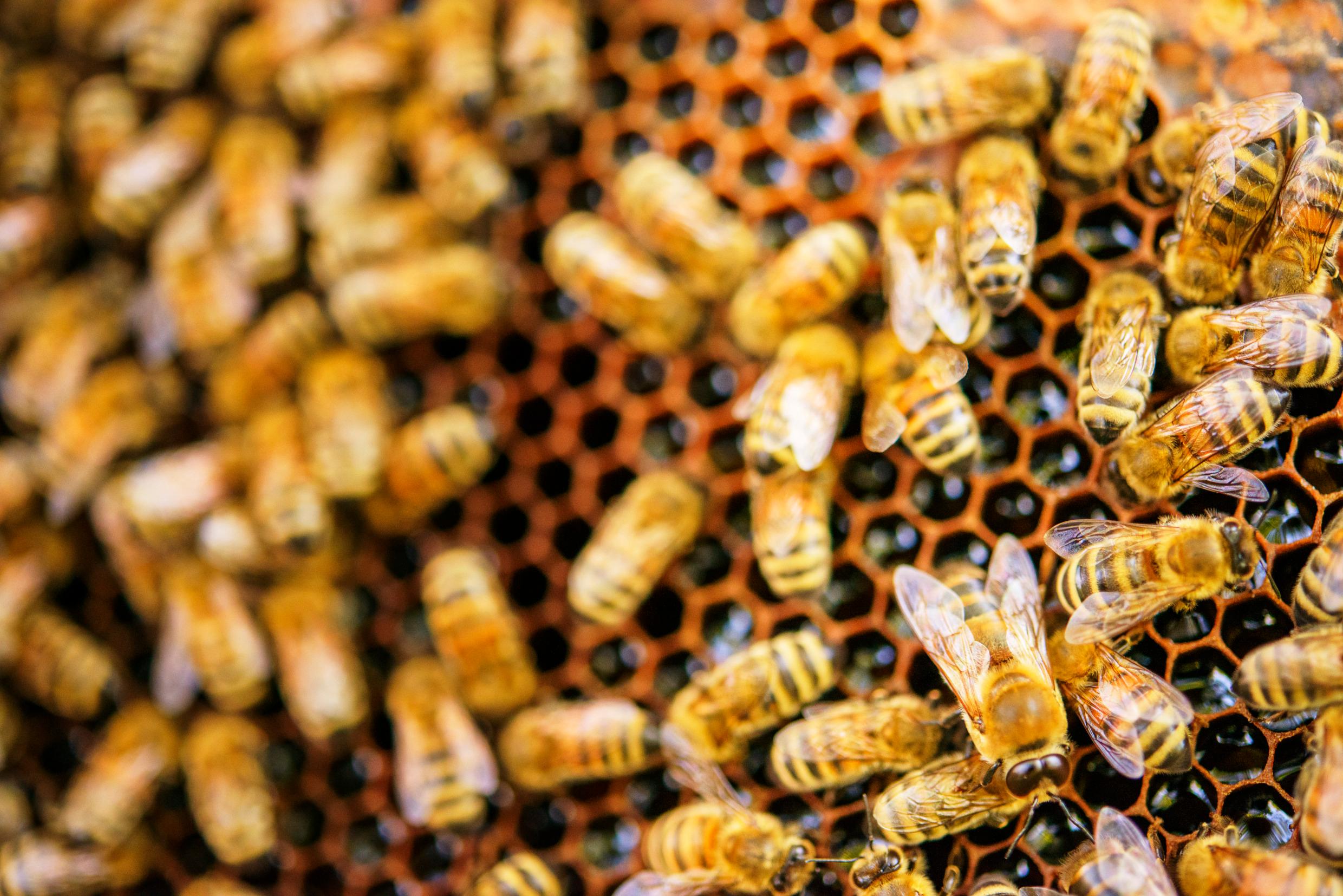Bees in a beehive – a bug for a greener future.