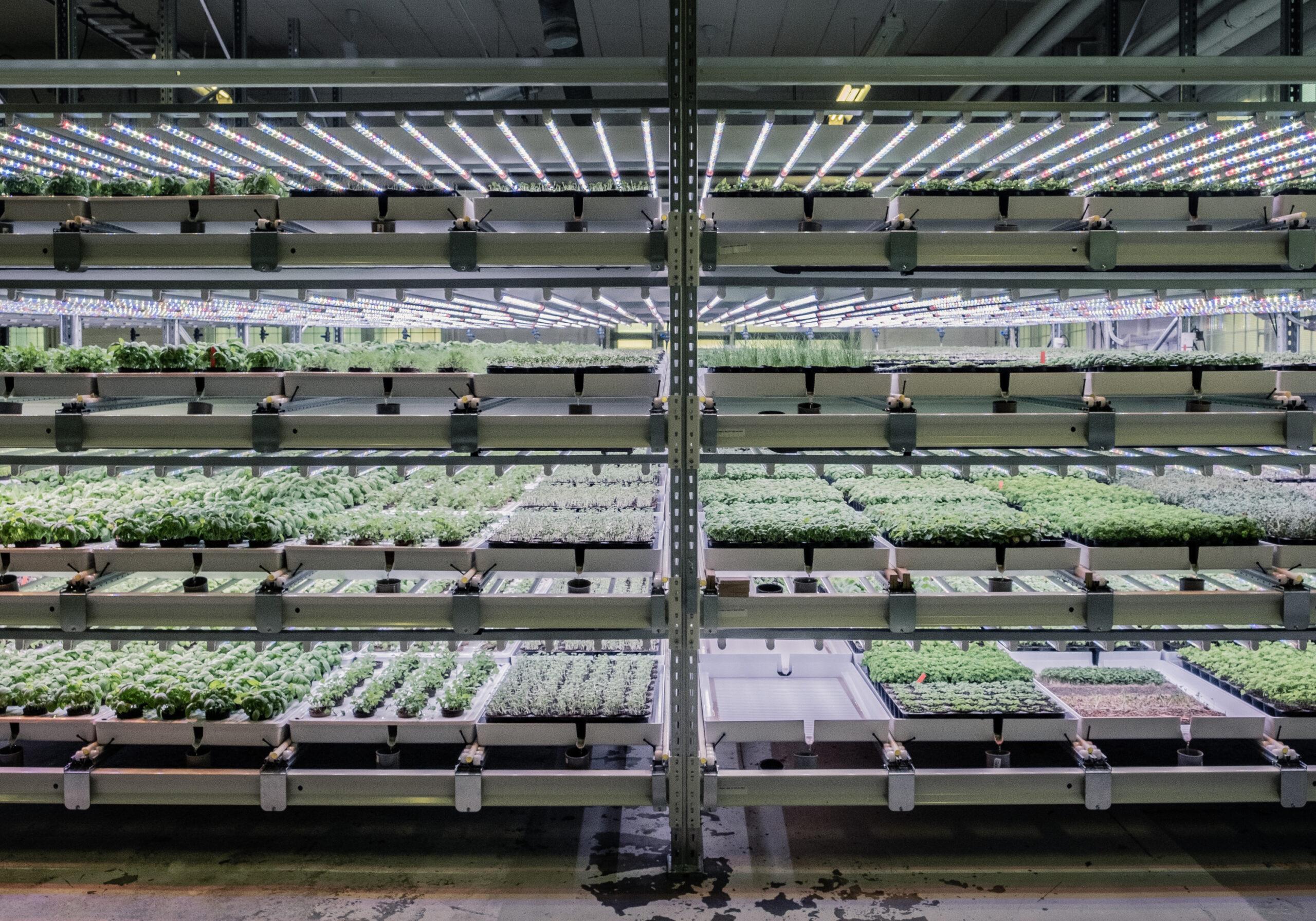 Shelves with green plants. Green leaves for a greener future.