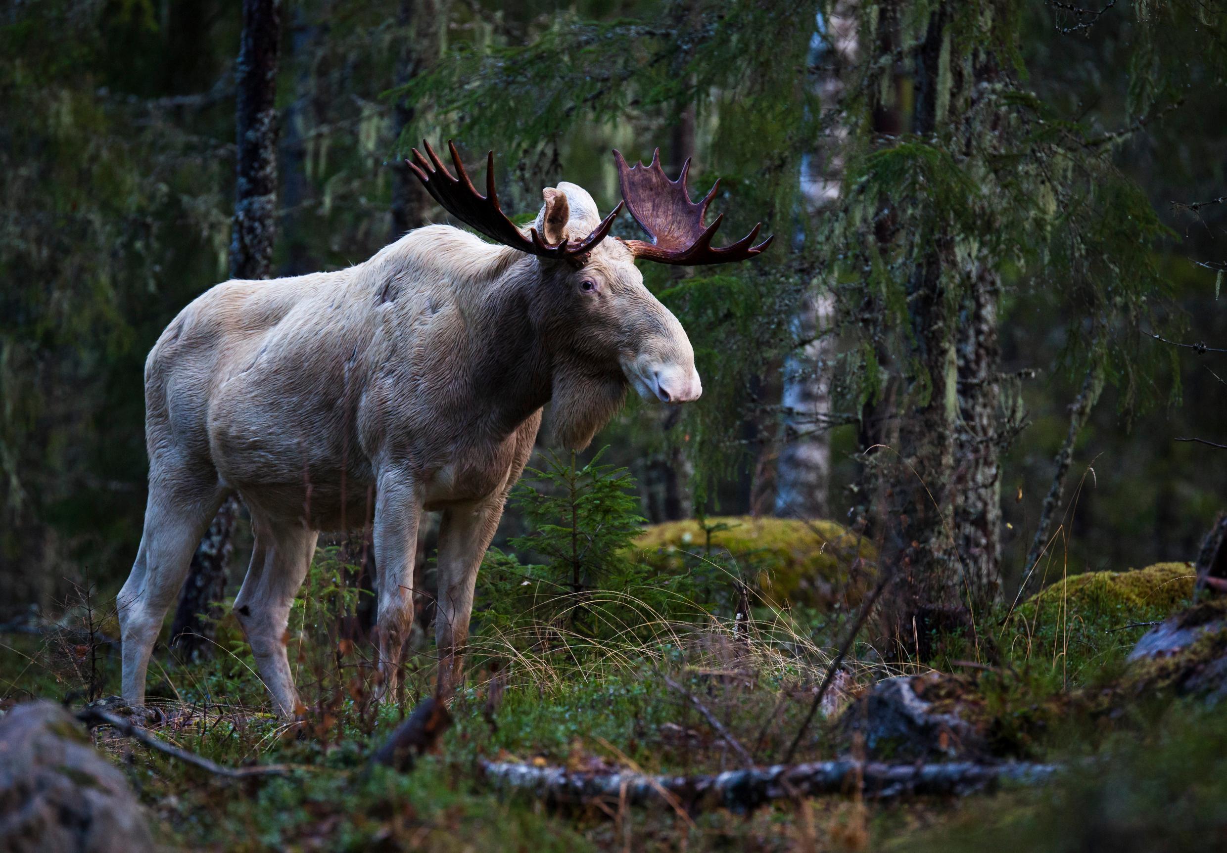 A white moose, a prime example of Swedish wildlife.